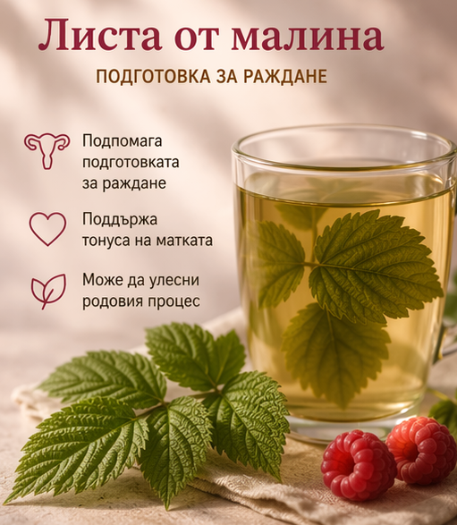 Малина (Rubus idaeus)